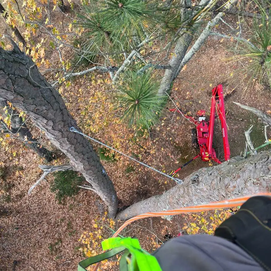 Arborist secured with safety harness while rigging ropes for controlled tree removal from high in a large pine tree