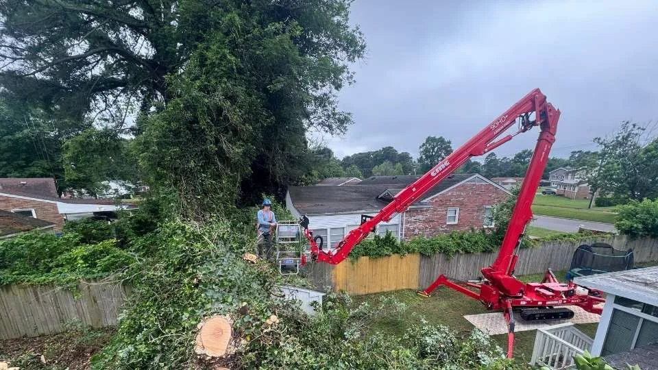 tree care professional trimming a tree