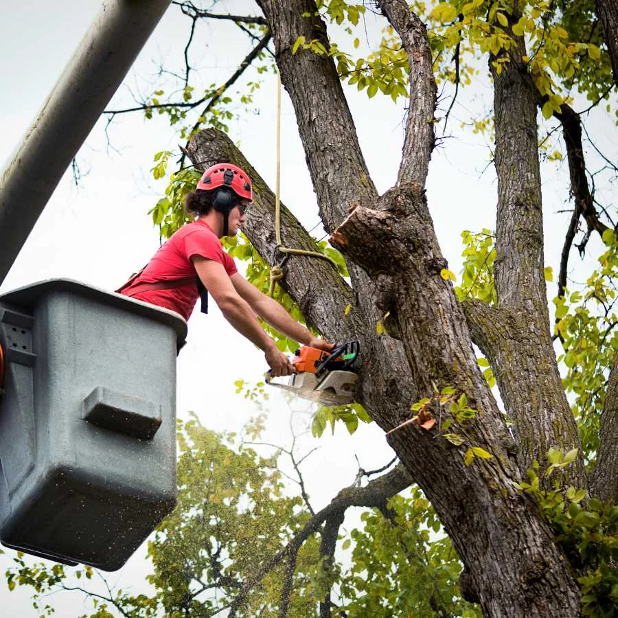 professional arborist pruning diseased branch