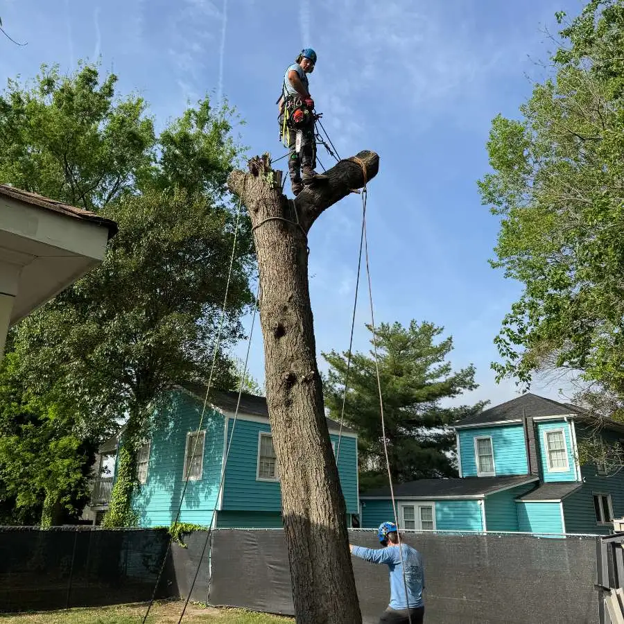 two arborists removing a tree in sections using ropes and safety equipment in a residential area