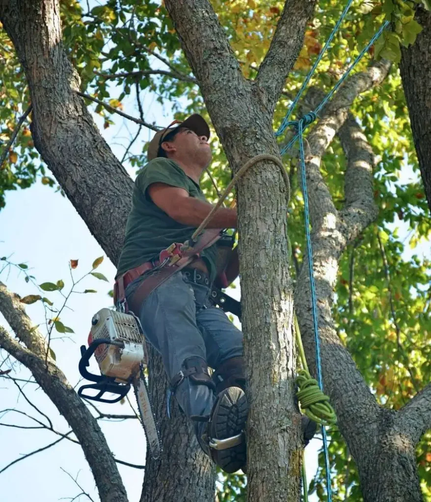 professional arborist climbing tree for a pruning service