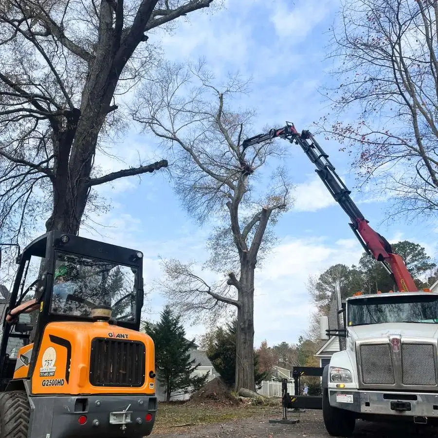 arborist pruning trees assisted by crane in a residential area