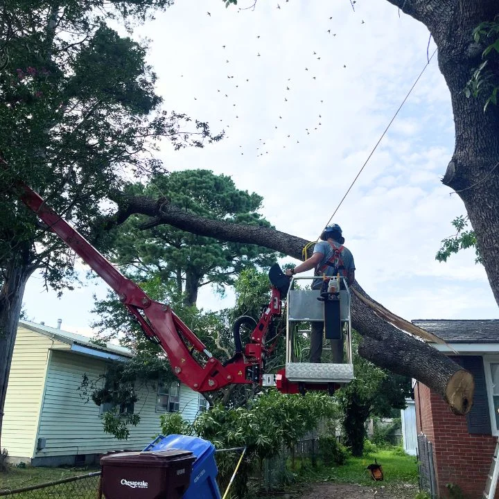 Crane-assisted tree removal in tight residential lot Chesapeake Virginia