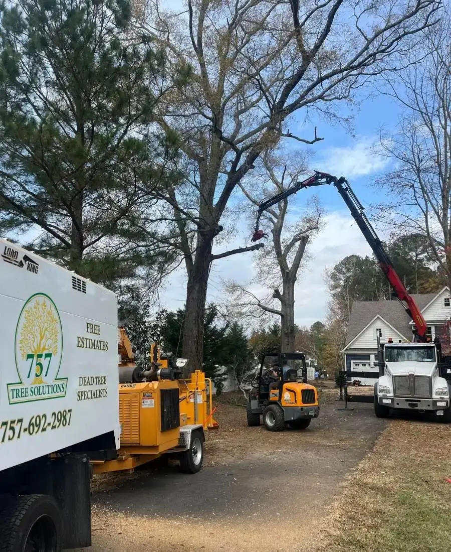 757 Tree Solutions crew performing safe tree removal with professional equipment