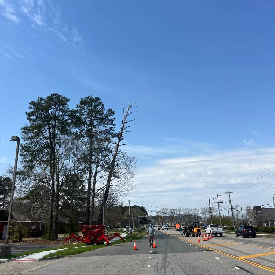High-risk tree removal near home in established Chesapeake neighborhood