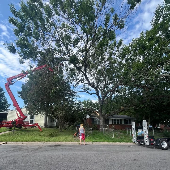 Controlled tree dismantling technique protecting nearby structures in Chesapeake