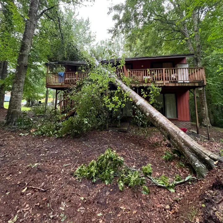 Professional arborist team evaluating hazardous tree for removal in Chesapeake