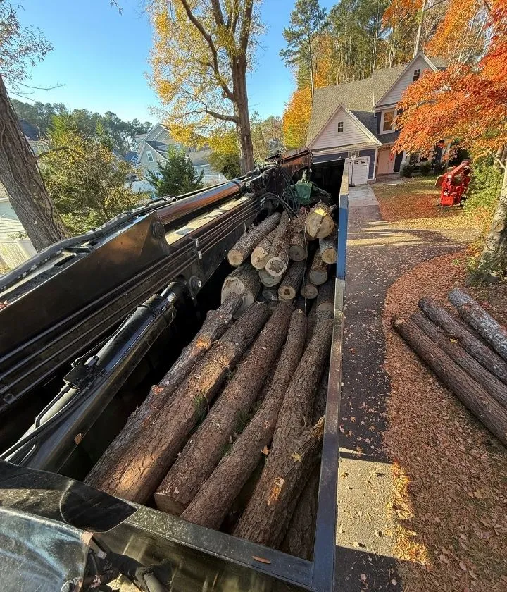 Tree service in Great Bridge neighborhood Chesapeake Virginia residential area