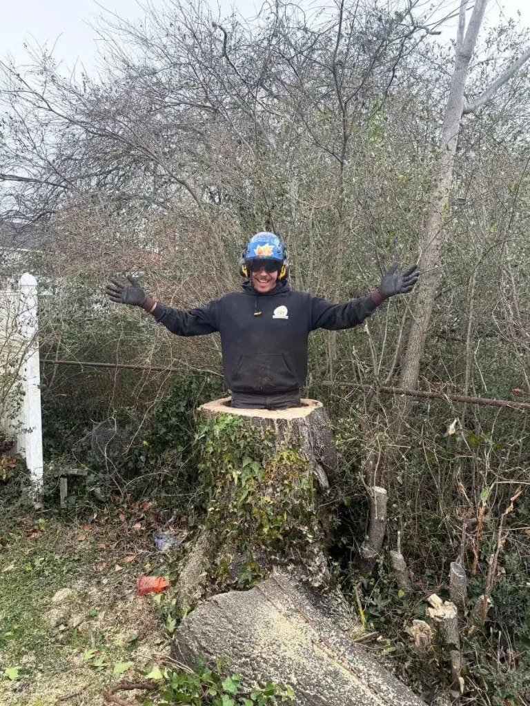 arborist standing inside a tree stump