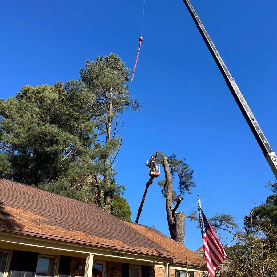 crane assisted tree removal near a commercial building