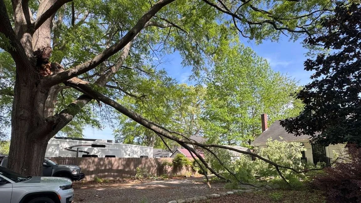Large tree branch leaning toward a residential property, showing potential tree hazard