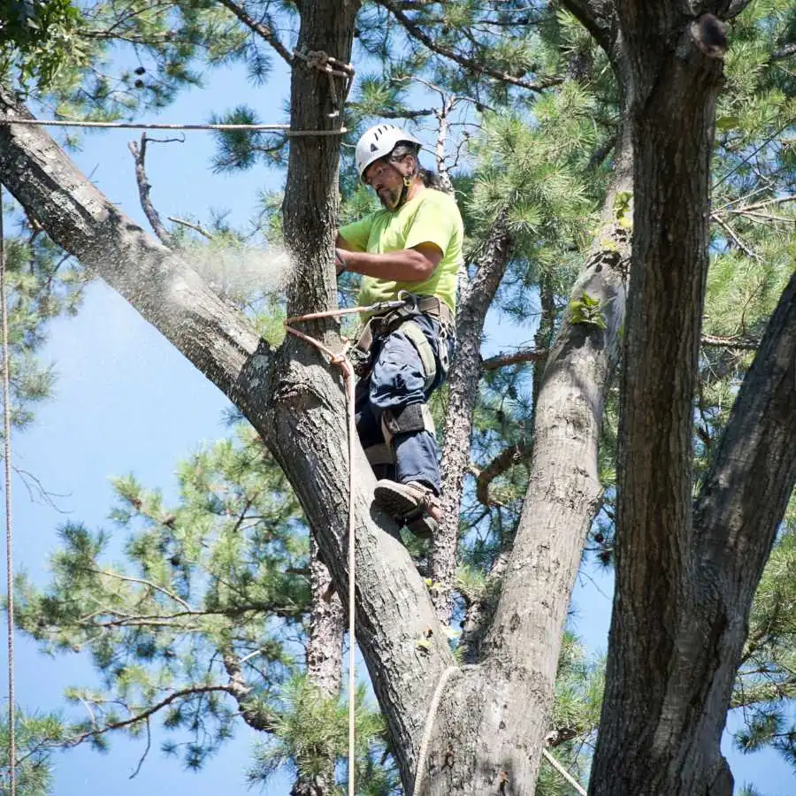 professional arborists trimming tree