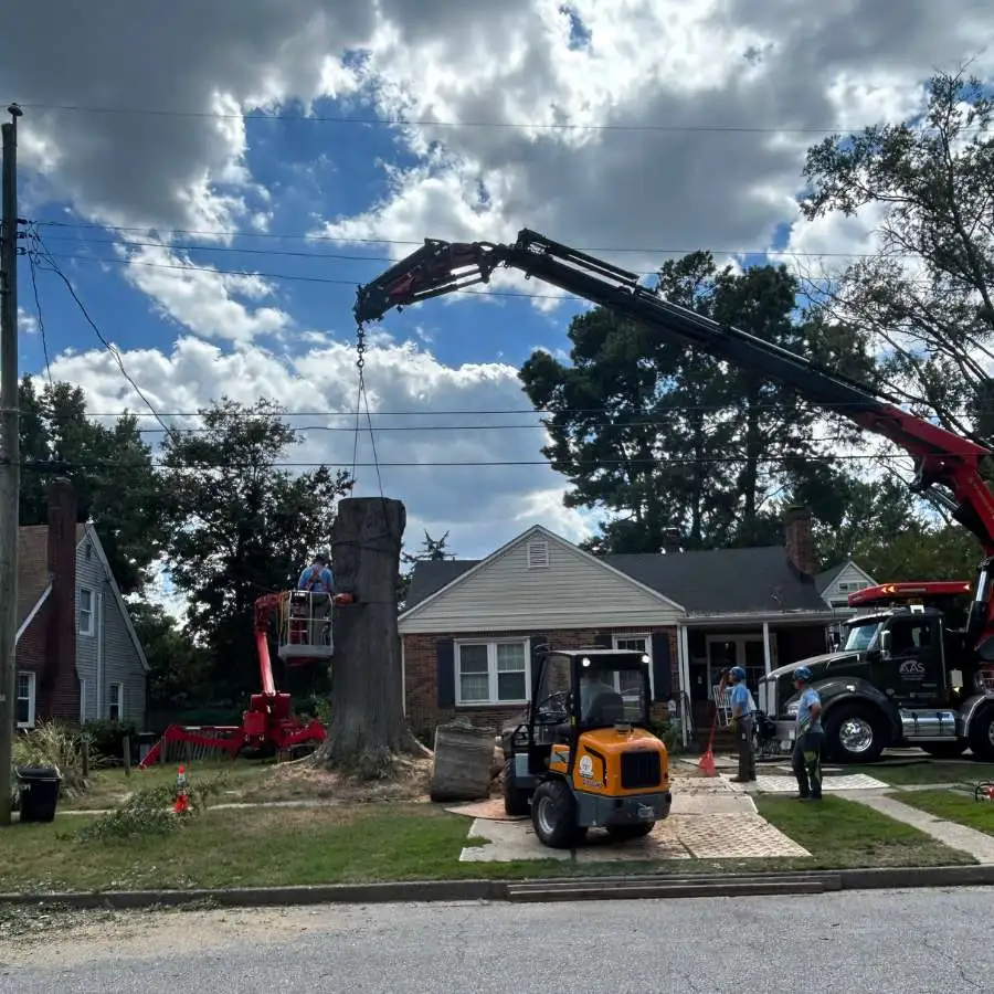 crane assisted tree removal near a residential home