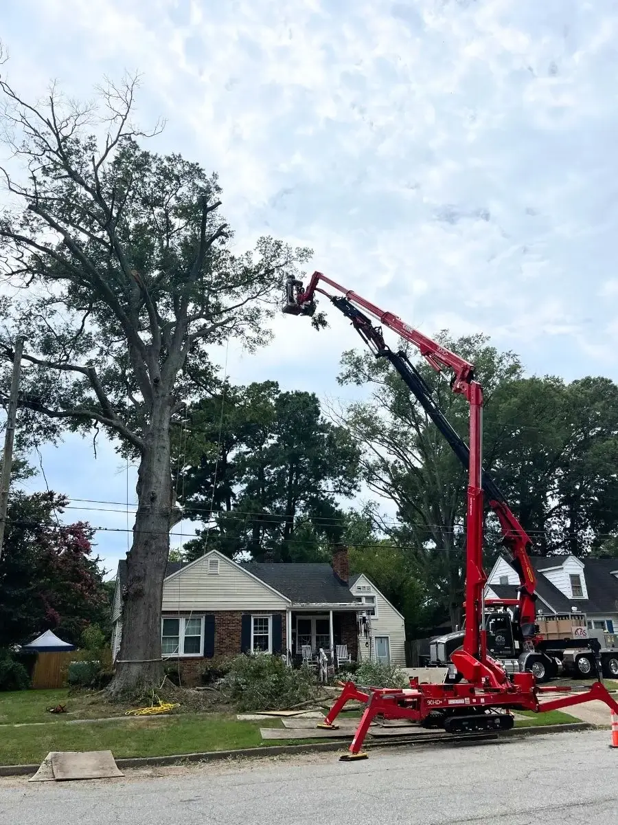 Certified arborist evaluating tree health and structural integrity in Chesapeake VA