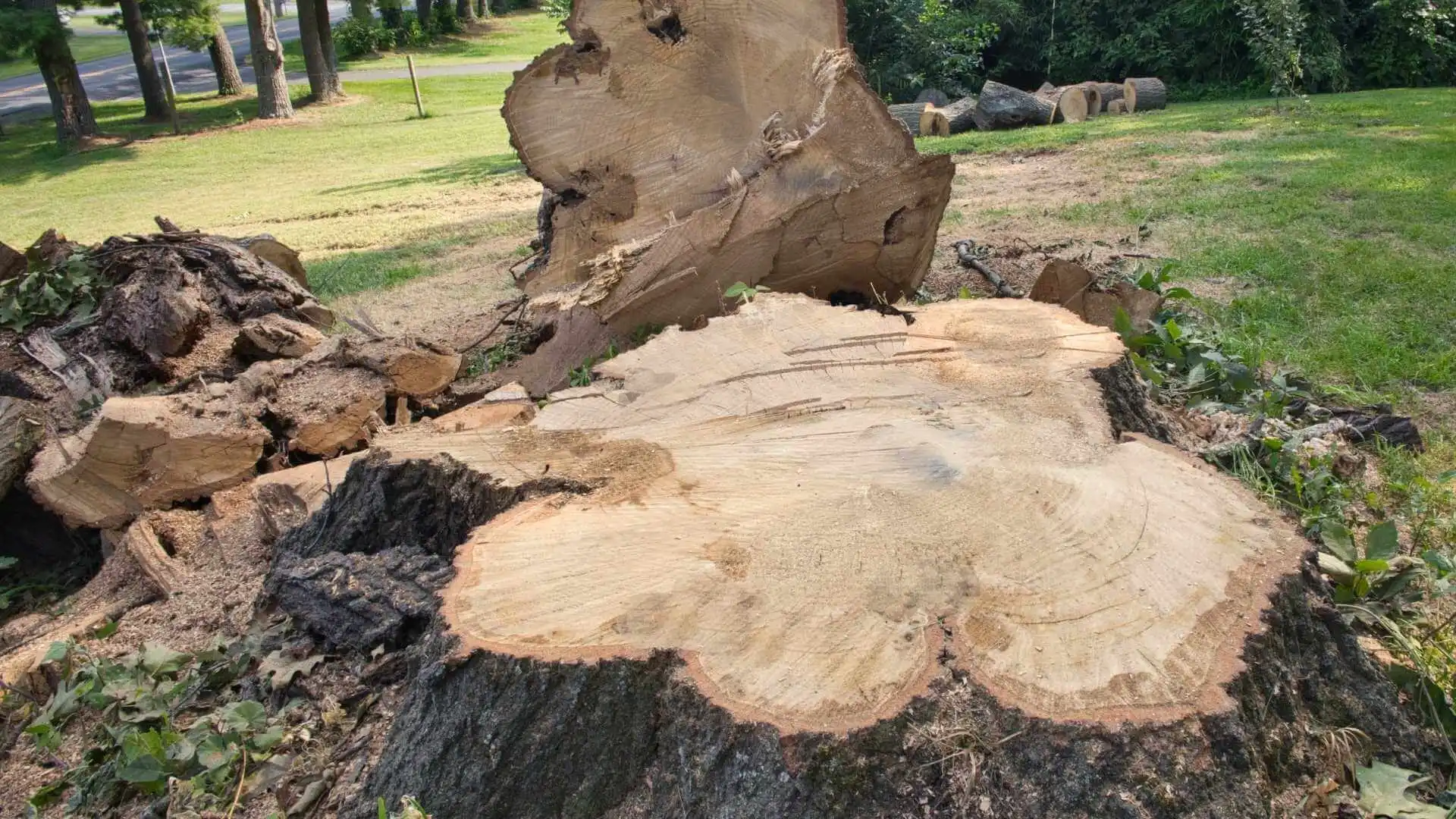 closeup of a tree stump after cutting