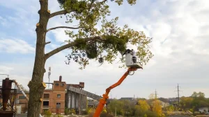 Worker in crane bucket truck removing a large tree in sections near a structure