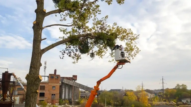 Worker in crane bucket truck removing a large tree in sections near a structure