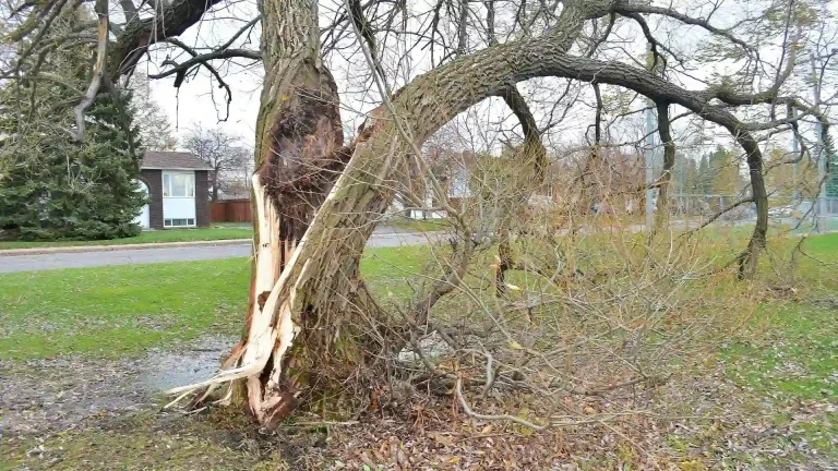 Large hardwood tree with severe trunk damage and splitting near a residential area requiring professional assessment