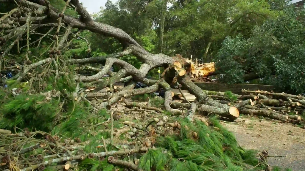 Uprooted tree with exposed roots and broken branches showing need for emergency removal
