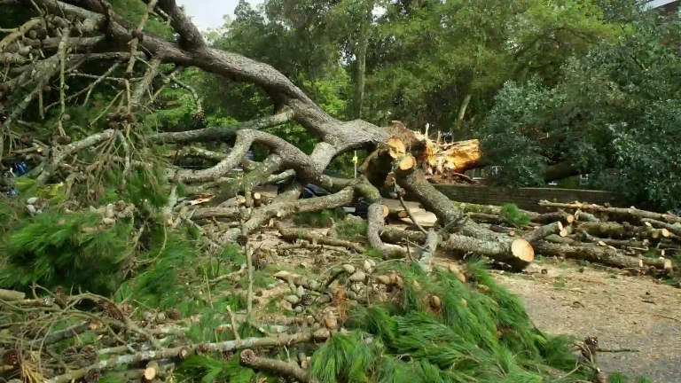 Uprooted tree with exposed roots and broken branches showing need for emergency removal