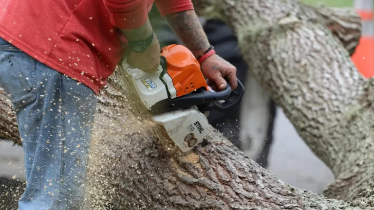 Large tree being removed in a residential yard with crew and equipment