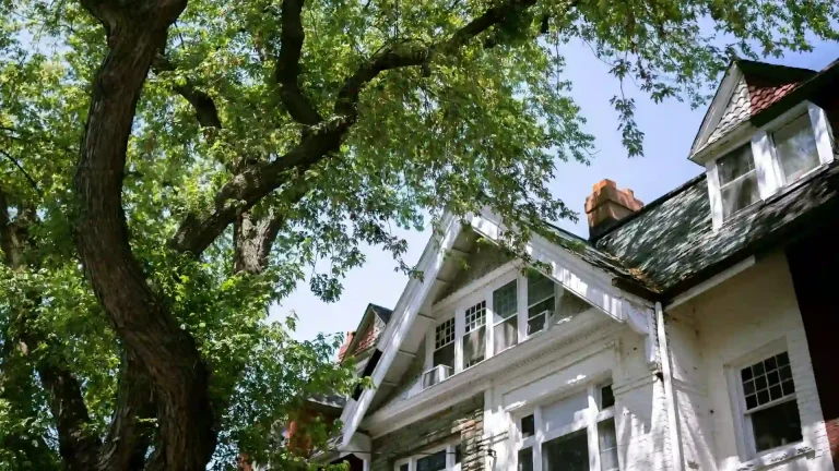 Tree close to a house that may need removal or trimming