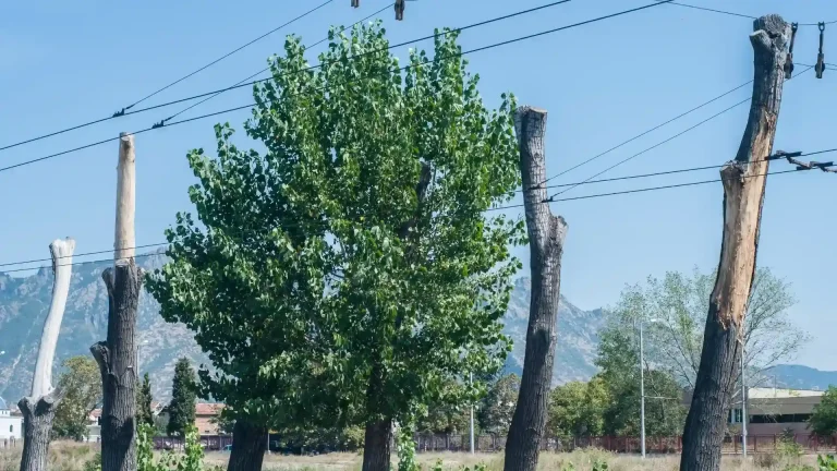 Severely topped and improperly pruned trees showing common tree care mistakes