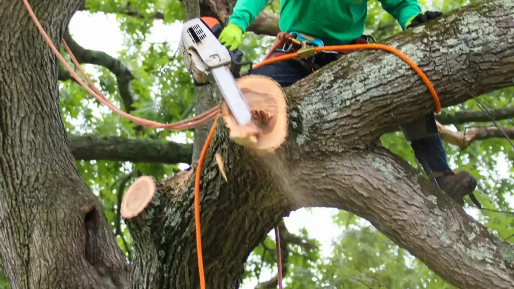 Arborist using a chainsaw to section a large tree during a complex tree removal job