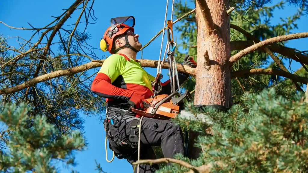 Certified arborist in safety gear inspecting a tree before removal in Chesapeake VA