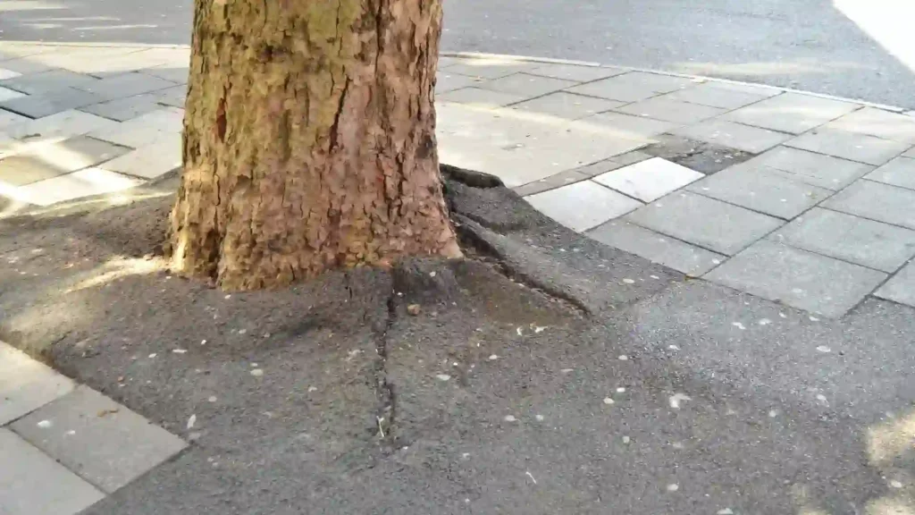 Tree roots cracking and lifting pavement showing property damage caused by invasive roots