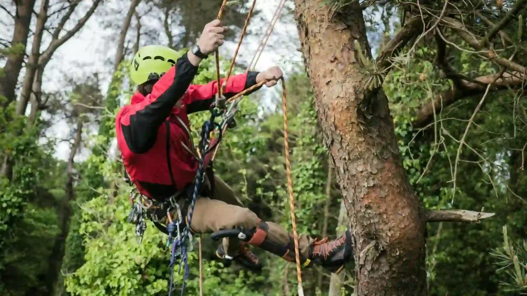 Professional arborist climbing a tree with safety gear for trimming in Chesapeake VA