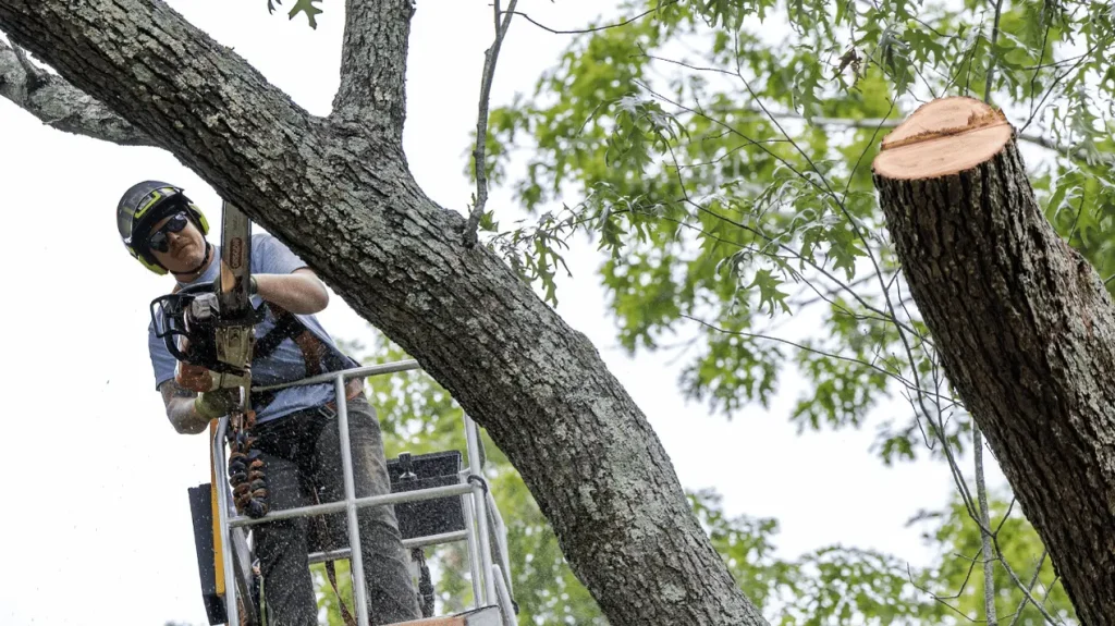 757 Tree Solutions arborist in a bucket lift cutting a large tree trunk