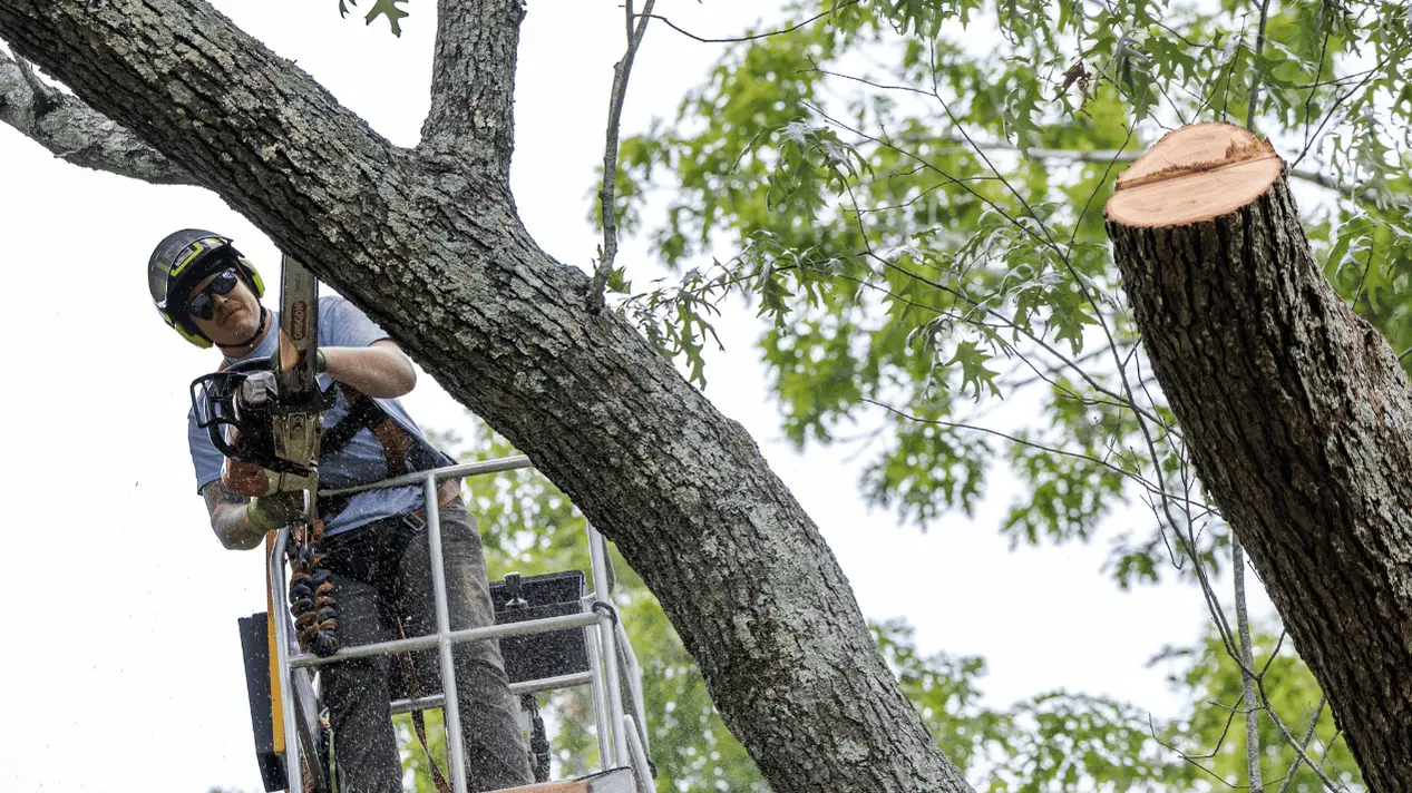 757 Tree Solutions arborist in a bucket lift cutting a large tree trunk
