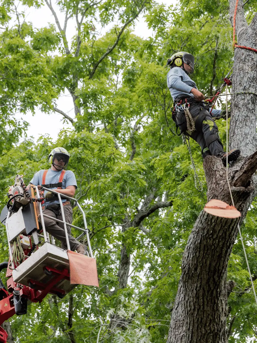 757 Tree Solutions arborist climbing alongside a bucket lift during tree trimming and removal