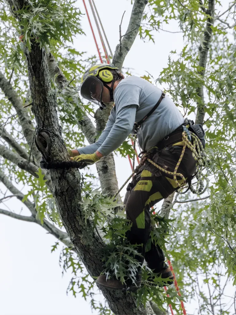 757 Tree Solutions arborist performing cabling and bracing on a large tree