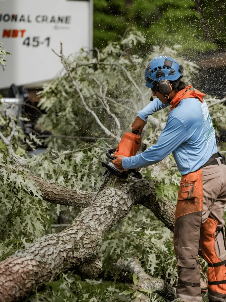 757 Tree Solutions arborist using a chainsaw to cut through a large fallen tree