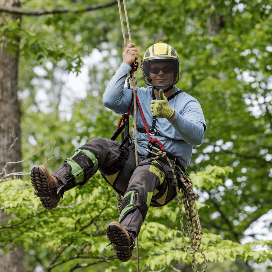 757 Tree Solutions arborist in full safety gear climbing a tree using ropes and harness
