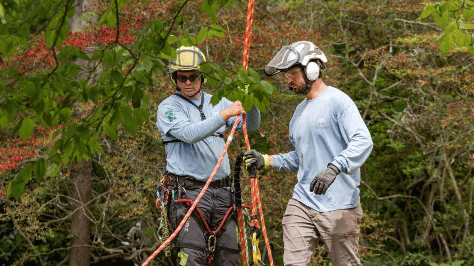 757 Tree Solutions arborists in safety helmets and harnesses managing rigging ropes during a tree service