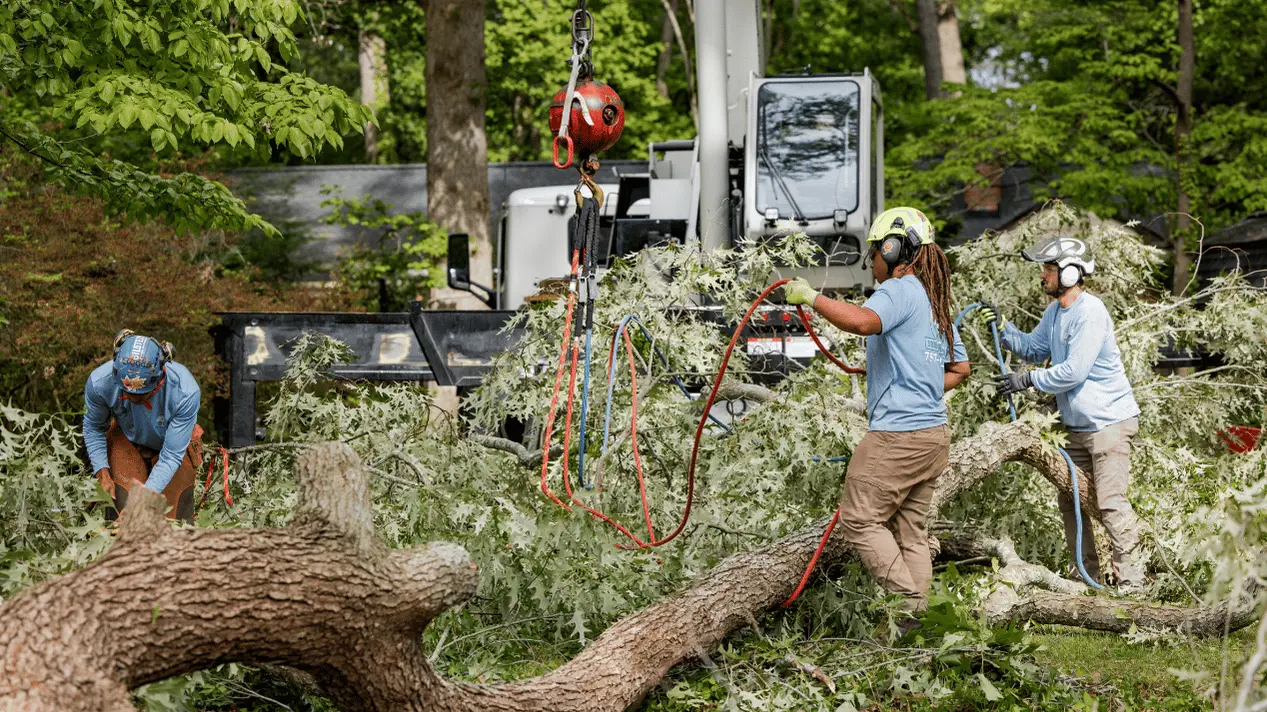 757 Tree Solutions crew clearing and cutting a large fallen tree with equipment