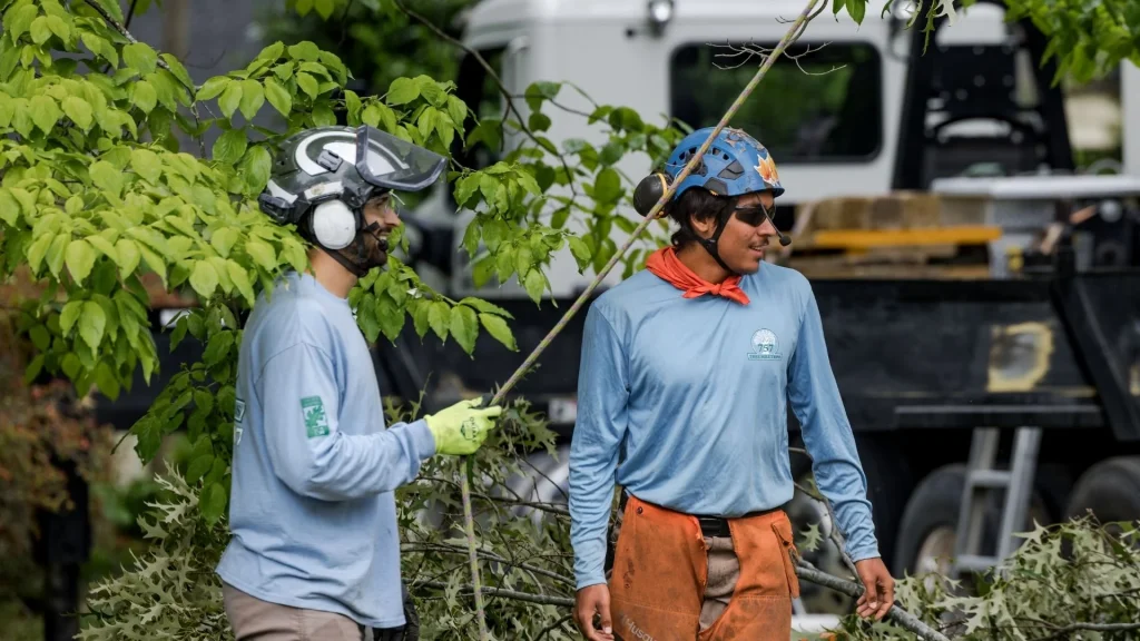 757 Tree Solutions crew members in safety helmets and ear protection clearing tree branches on a job site