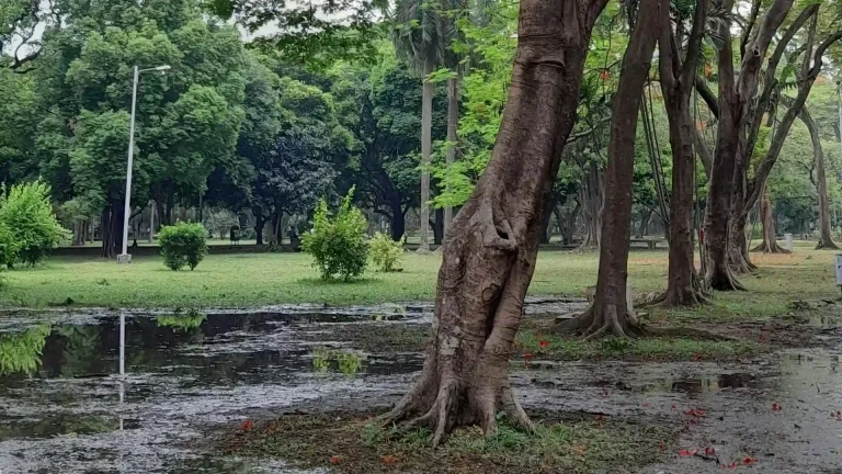 Tree on wet residential lot with soft soil in Deep Creek VA