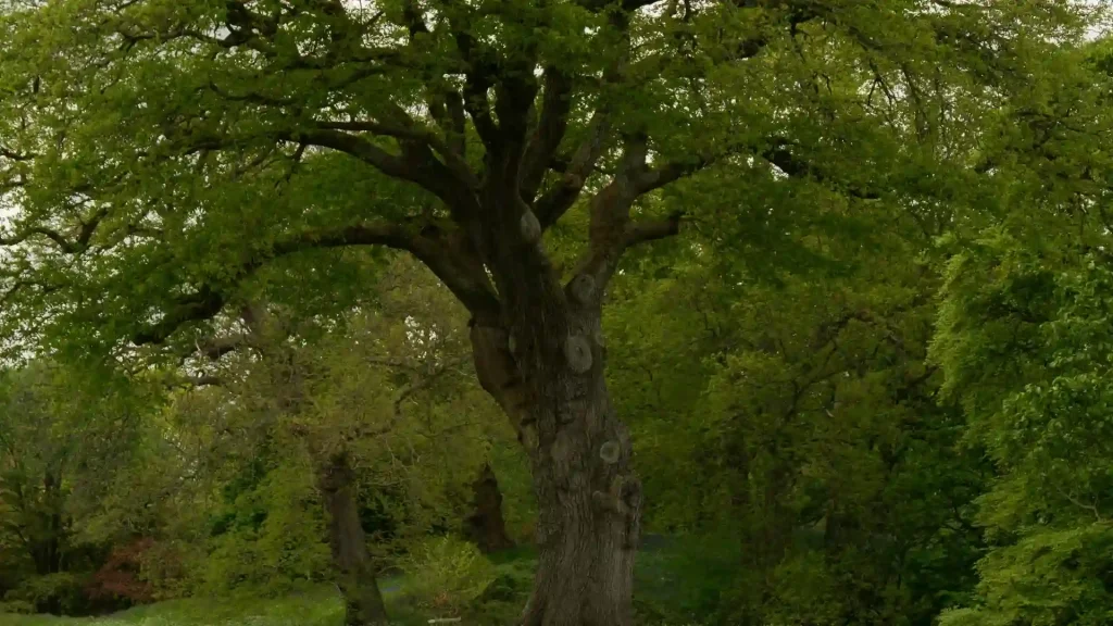 Large mature tree on a spacious residential lot in Great Bridge VA