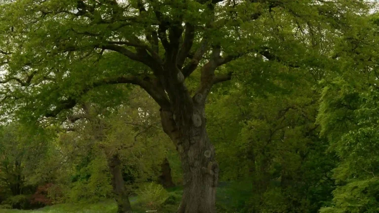 Large mature tree on a spacious residential lot in Great Bridge VA