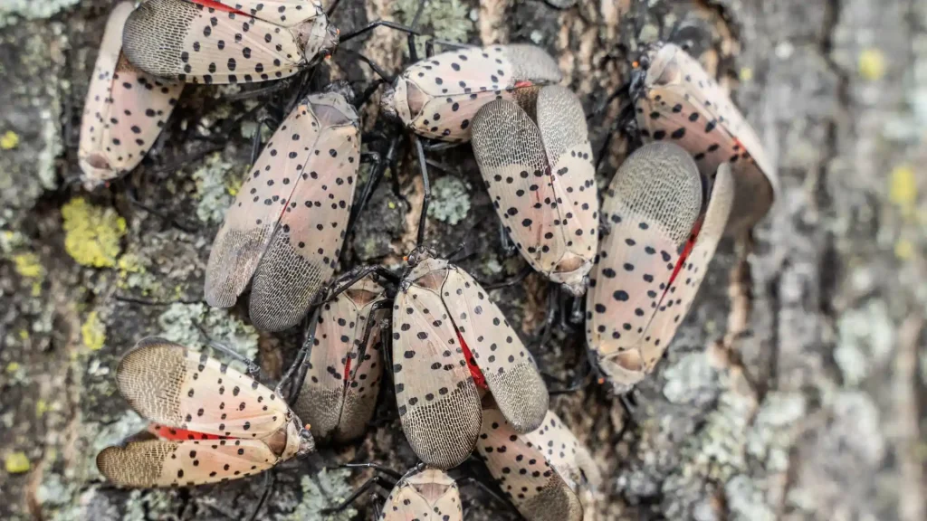 Cluster of spotted lanternflies on tree bark
