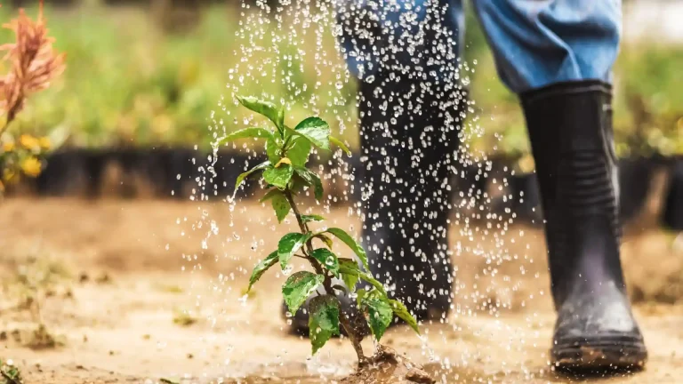 Newly planted tree receiving spring watering