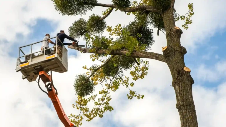 Tree service crew removing a large tree near a house