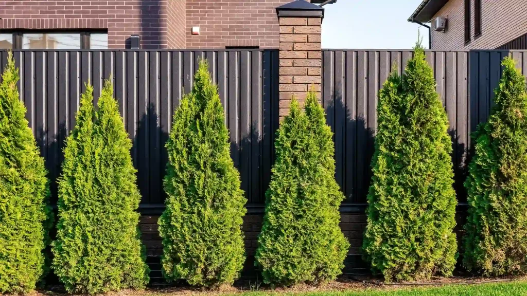 Fast-growing evergreen privacy trees in Virginia