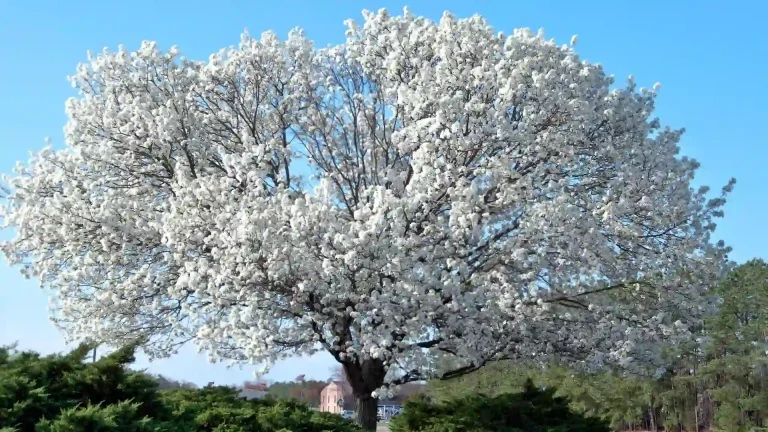 Native trees suitable for Virginia homes