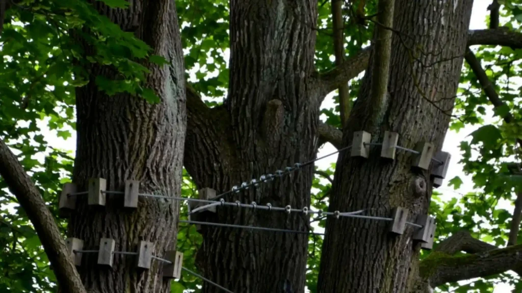 Tree cabling system supporting branches