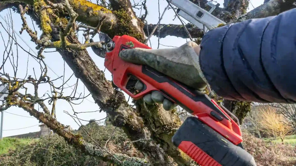 Arborist making proper pruning cut